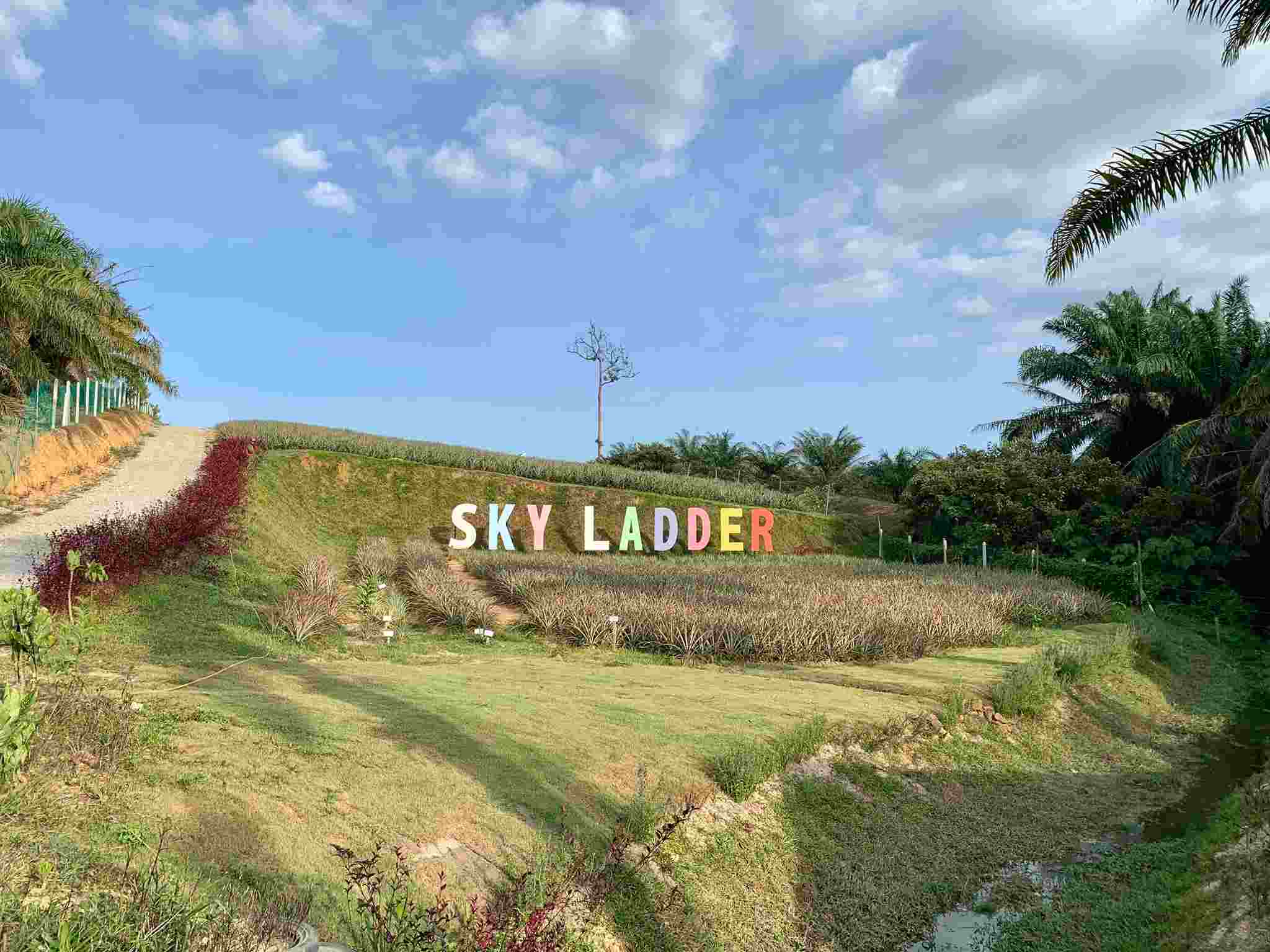 Sky Ladder Pineapple Farm
